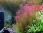 Preview: Rotala wallichii - Rotes Mooskraut 1-2-Grow!